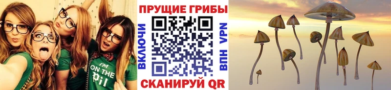 наркота  Севастополь  Псилоцибиновые грибы Cubensis 